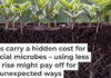 The activity of tiny microbes in and around the roots of crops such as soybeans are valuable for their growth. Oleh Malshakov/iStock/Getty Images Plus